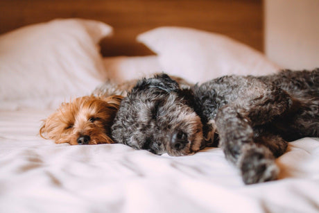 Mon chien ou mon chat peut-il avoir un rhume ou la grippe ? - La Maison de la Housse®