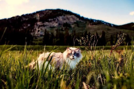 DOIS-JE LAISSER MON CHAT DEHORS ? - La Maison de la Housse®