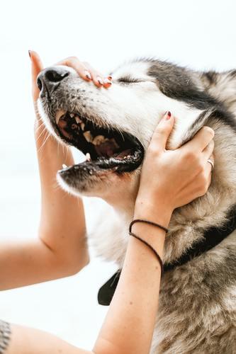 LA BOUCHE D'UN CHIEN EST-ELLE PLUS PROPRE QUE LA BOUCHE D'UN HUMAIN? - La Maison de la Housse®