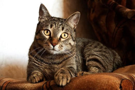 Les chats domestiques - La Maison de la Housse®