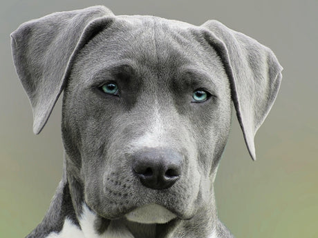 Les chiens domestiques - La Maison de la Housse®