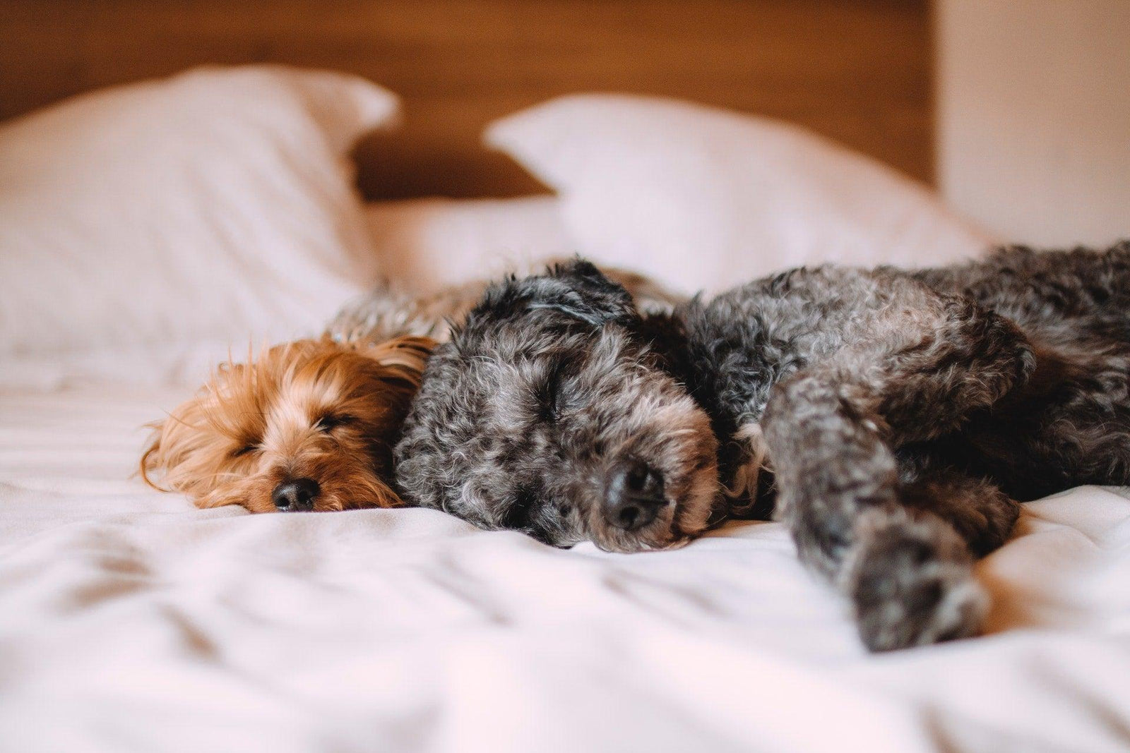Mon chien ou mon chat peut-il avoir un rhume ou la grippe ? - La Maison de la Housse®