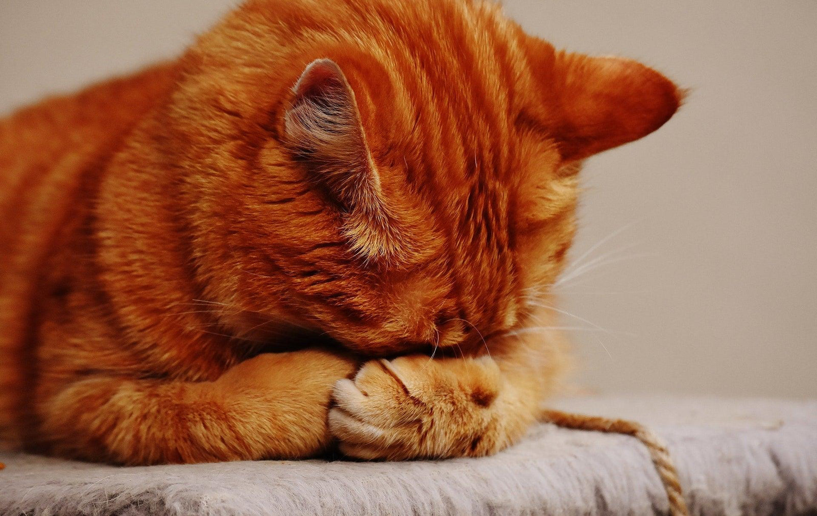 POURQUOI MON CHAT ME PÉTRIT-IL ? - La Maison de la Housse®
